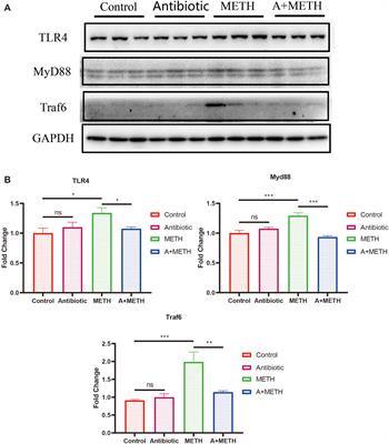 Antibiotics Attenuate Methamphetamine-Induced Hepatotoxicity by Regulating Oxidative Stress and TLR4/MyD88/Traf6 Axis